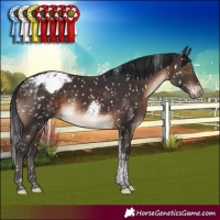 Horse Color:Brown Tobiano Appaloosa Rabicano 