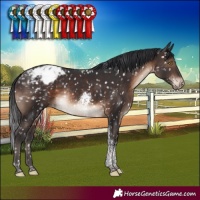 Horse Color:Brown Tobiano Appaloosa Rabicano 