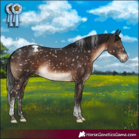 Horse Color:Brown Tobiano Appaloosa Rabicano 