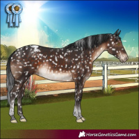 Horse Color:Brown Tobiano Snowcap Rabicano