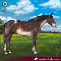 Horse Color:Brown Tobiano Appaloosa Rabicano 