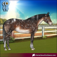 Horse Color:Brown Tobiano Appaloosa Rabicano