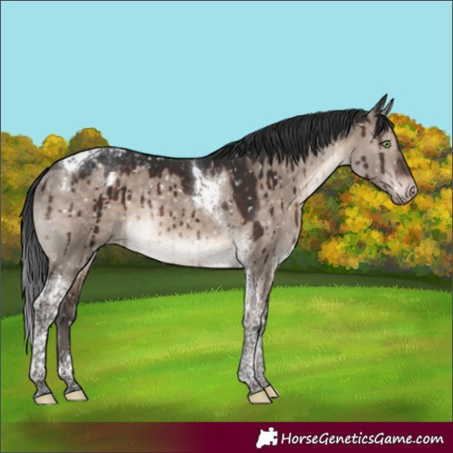 Horse Color:Brown Dun Mushroom Tobiano Appaloosa Rabicano Brindle 