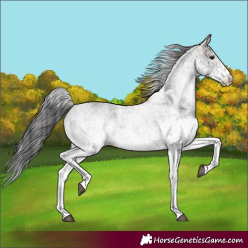 Horse Color:White Spotted Brown 