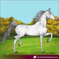 Horse Color:White Spotted Brown 