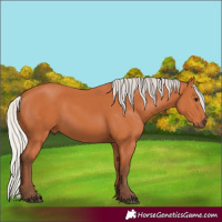 Horse Color:Silver Bay