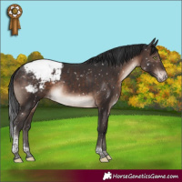 Horse Color:Brown Mushroom Tobiano Appaloosa Rabicano 