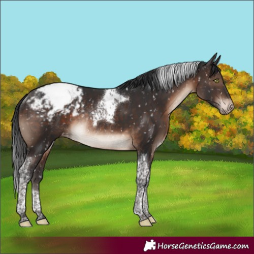 Horse Color:Brown Mushroom Tobiano Appaloosa Rabicano 