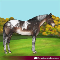 Horse Color:Brown Mushroom Tobiano Appaloosa Rabicano
