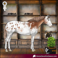 Horse Color:White Spotted Chestnut Tobiano Appaloosa 