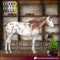 Horse Color:White Spotted Chestnut Tobiano Appaloosa 