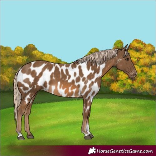 Horse Color:Chocolate Palomino Tobiano Appaloosa 