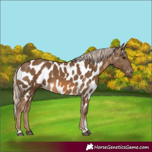 Horse Color:Chocolate Palomino Tobiano Appaloosa 