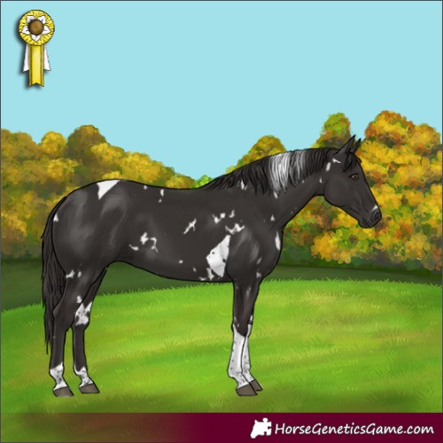 Horse Color:White Spotted Liver Chestnut Tobiano 