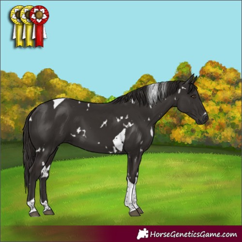 Horse Color:White Spotted Liver Chestnut Tobiano 