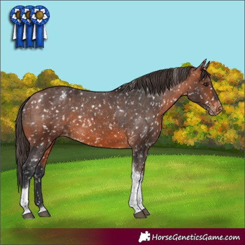 Horse Color:Bay Tobiano Appaloosa 