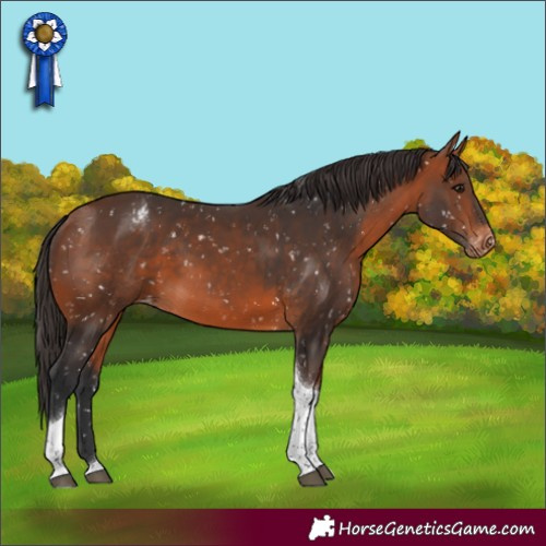 Horse Color:Bay Tobiano Appaloosa 