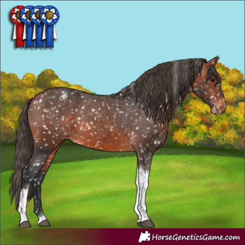 Horse Color:Bay Tobiano Appaloosa