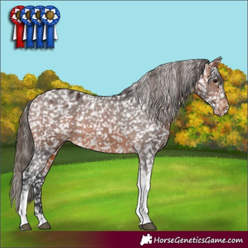 Horse Color:Bay Tobiano Appaloosa