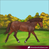 Horse Color:Chocolate Bay 