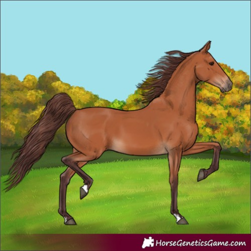 Horse Color:Chocolate Bay 