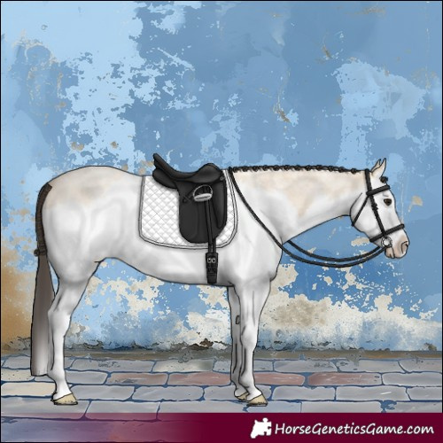 Horse Color:Buckskin Roan Splash 