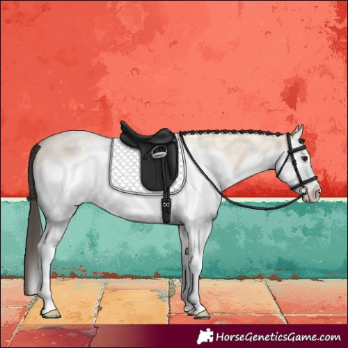 Horse Color:Buckskin Roan Splash 