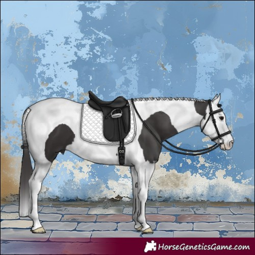 Horse Color:Smoky Black Splash Tobiano