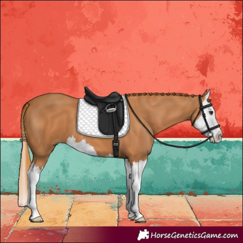 Horse Color:Chestnut Splash 