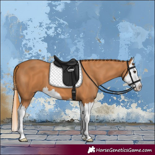 Horse Color:Chestnut Splash 