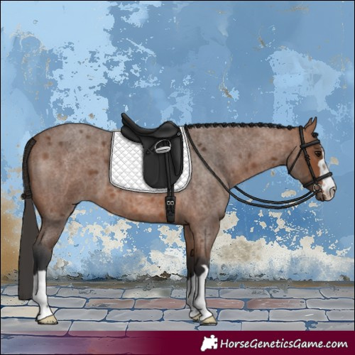 Horse Color:Bay Roan 