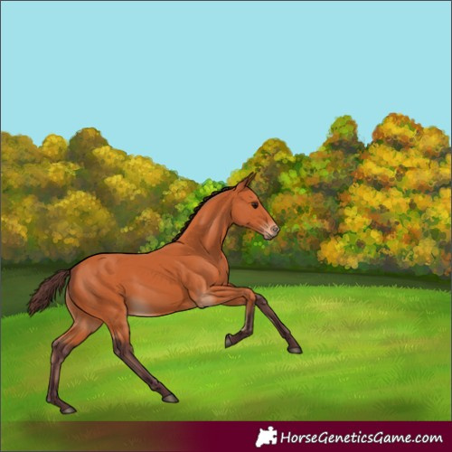Horse Color:Chocolate Bay 