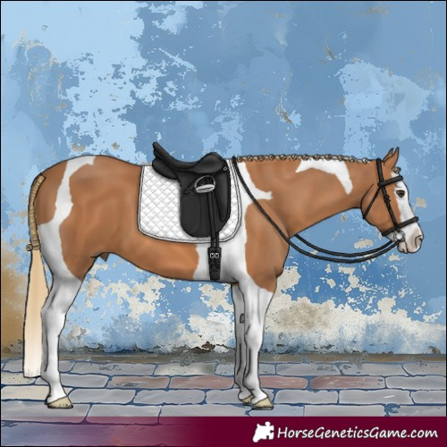 Horse Color:Chestnut Splash Tobiano