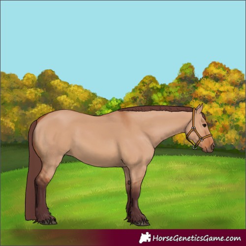 Horse Color:Unknown 