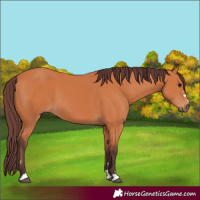 Horse Color:Chocolate Bay 
