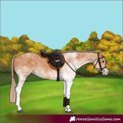 Horse Color:White Spotted Chestnut Tobiano Rabicano 