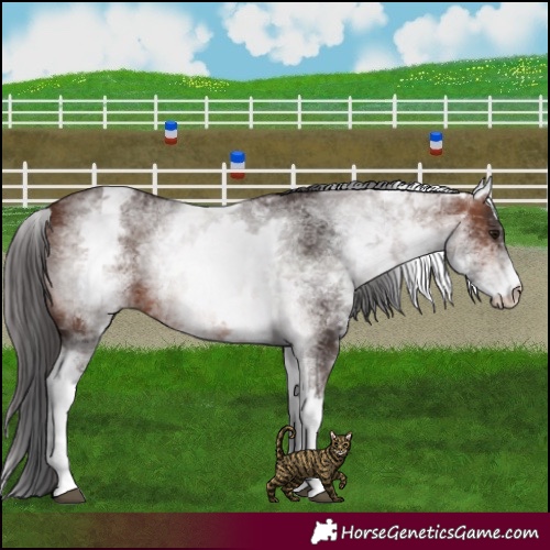 Horse Color:White Spotted Brown 