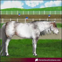 Horse Color:White Spotted Brown 