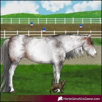 Horse Color:White Spotted Brown 