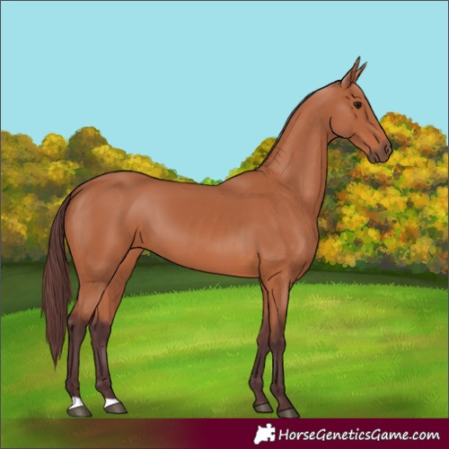 Horse Color:Chocolate Bay 