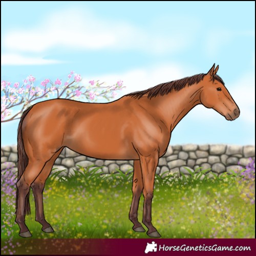Horse Color:Chocolate Bay 