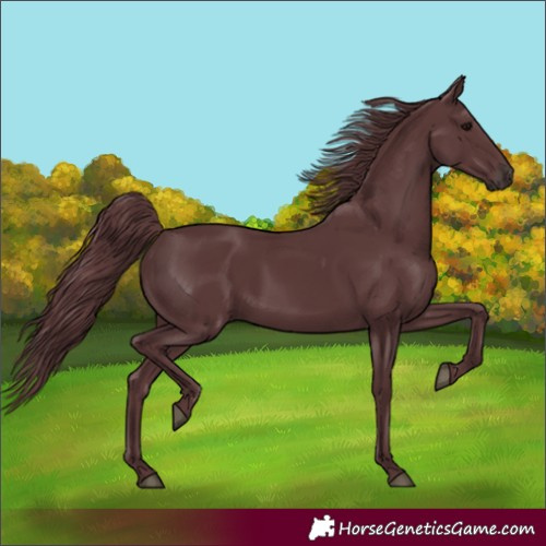 Horse Color:Chocolate Black 