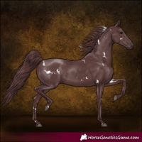 Horse Color:White Spotted Chocolate Black