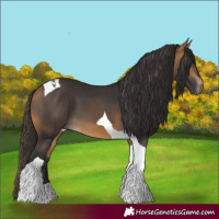 Horse Color:Buckskin Tobiano 