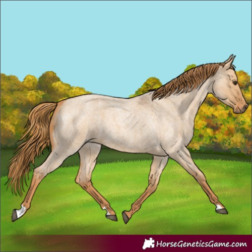 Horse Color:Red Dun Roan 