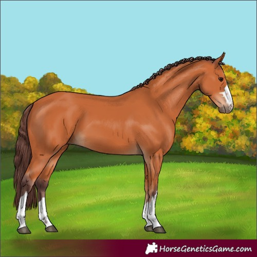 Horse Color:Chocolate Bay 