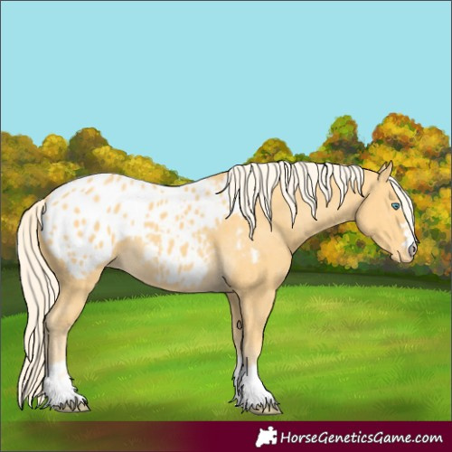 Horse Color:Gold Cream Champagne Blanket 