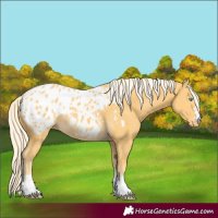 Horse Color:Gold Cream Champagne Appaloosa