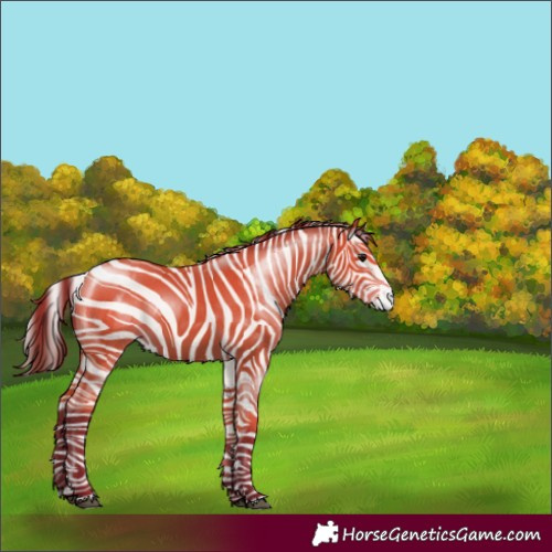 Horse Color:Chocolate Bay
