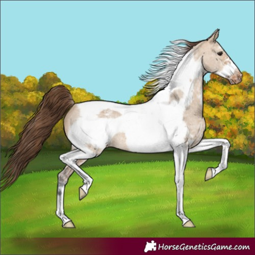 Horse Color:Bay Dun Sabino Tobiano Frame Varnish Rabicano 